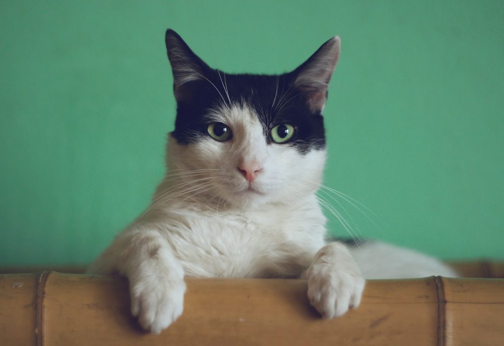 A cat in a Chinese urban apartment